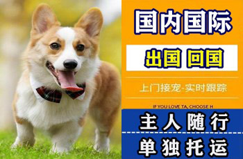 揭阳市宠物托运公司揭阳市宠物托运公司揭阳市宠物托运公司